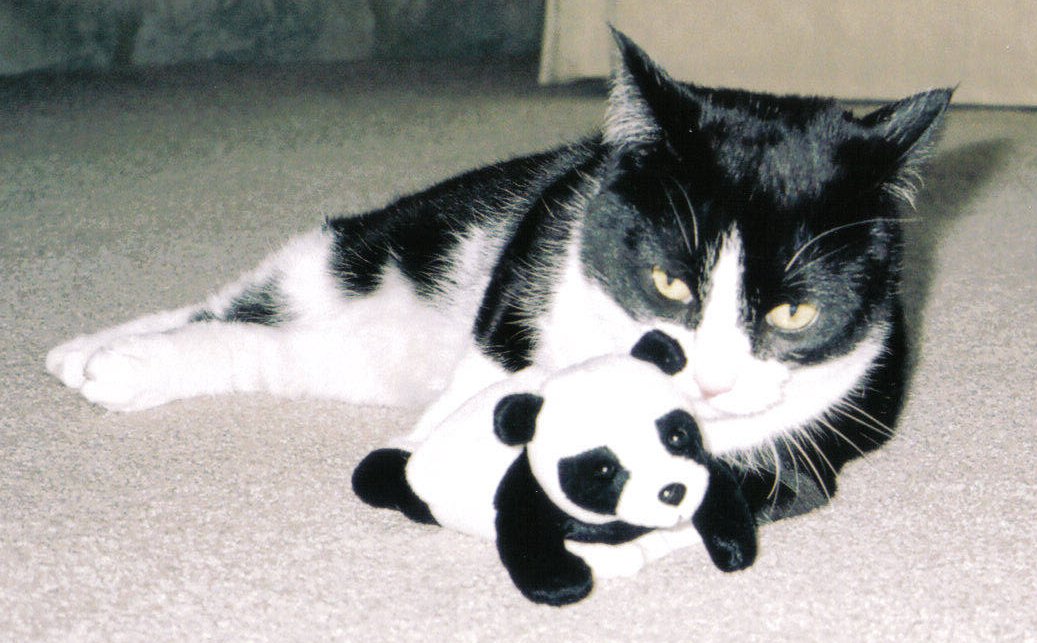 Panda-Cat